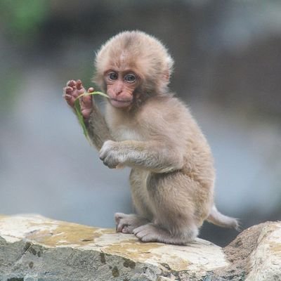 Rhesus_Macaque Profile Picture