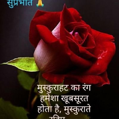 DkSingh56303752's profile picture. 