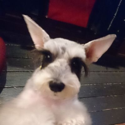 タバコとお酒そして長渕剛を愛するオッサンです♪ εε=( ̄▽ ̄)y-~
特撮とアニメと綺麗なお姉いさんが大好きです♪
一味ん工房『kNight』店主の個人アカウントです!
魔戒犬の名前は「QUEEN」♀♪
勝手にフォローします♪
不愉快な呟きもあるかも?なので
腹の立つ人はいつでもブロックしてください♪♪