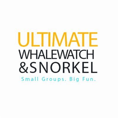 Ultimate Whale Watch & Snorkel