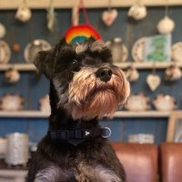Heledd Cynwal (@hcynwal) 's Twitter Profile