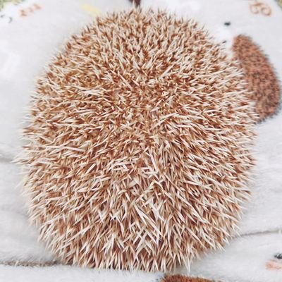 ウオ🦔さんのプロフィール画像