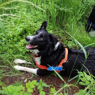 Hi, my name is Merlin and I am a 1 year old border collie.
I am training to be a search and rescue dog for the Wiltshire search and rescue team.