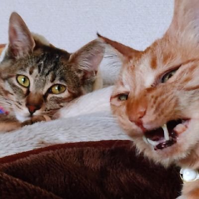 神戸在住。犬、猫等の保護活動に参加。
🐕🦺雑種犬ジローは14歳で天国へ🌈
🐈ミックス猫しま子(♀19歳)甲状腺機能亢進症による肥大型心筋症で、投薬経過観察中。
2024.11 急性腎不全。2024.12.1 天国へ🌈旅立ちました
🐈ミックス猫みく(♀
5歳)