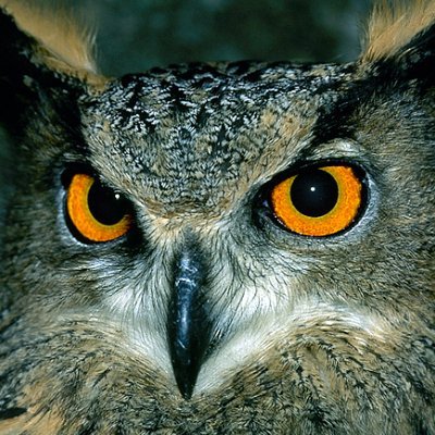 ETrasnochado's profile picture. 