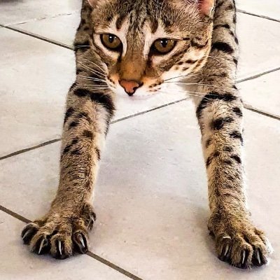Silverycats1's profile picture. Breeder of Savannah Cats