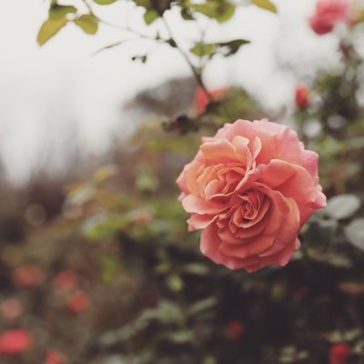 aytaytayt365's profile picture. 30↑/女/英語3&4、数字3○/71.61.51.21.all1.雑食/こっそり楽しむ派/