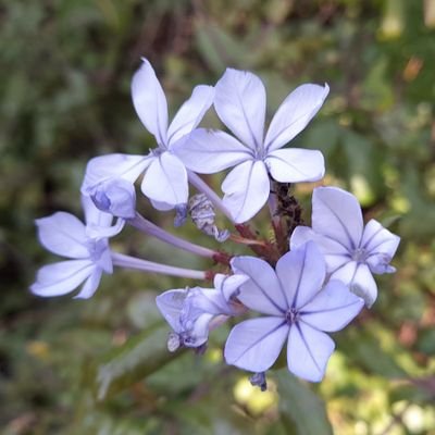 Hyacinth_2_3's profile picture. 📷 All photos taken by myself 
 🎨 All art done by myself