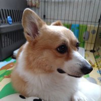 メロちゃん (@merotyan0222) 's Twitter Profile