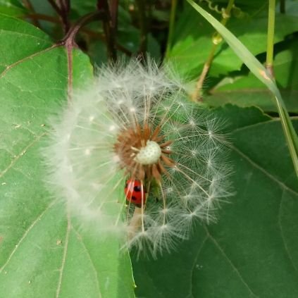 nori_tama__go's profile picture. 村井良大さんとさと兄(佐藤貴史さん)が大好きです😊

みいつけた！をはじめ、びじゅチューン！、ムジカピッコリーノなどのEテレ観てます😀
レトロな建物や看板、変わった物とかも大好きです😊心の赴くままにいいねしてます。無言フォローすみません🙇‍♀️