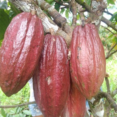 Proyecto de cacao en el departamento del Guaviare