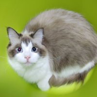 ぴょんぴょこちゃん (@pyonpyokochan3) 's Twitter Profile Photo ぴょんぴょこちゃん (@pyonpyokochan3) 's Twitter Profile Photo