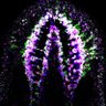 Palakodeti_Lab's profile picture. @DPalakodeti's lab at @DBT_InStem | Interests: Regeneration & RNA Bio | System: Planarians & mESC.