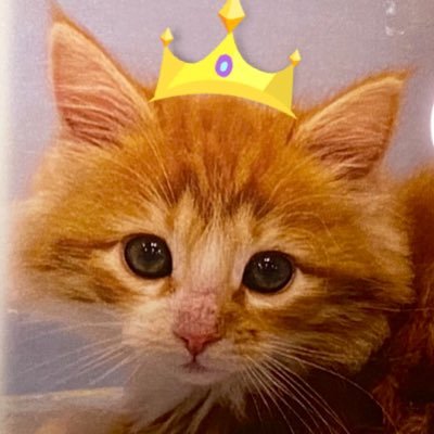 サイベリアンのイケニャン猫♂ノエル /🎂2020年10月17日生まれ/ インスタグラム→ https://t.co/zl4jH5RtH3無言フォロー大歓迎✨/日々の癒やしをお届けしますニャ❤️😼👍👍✨