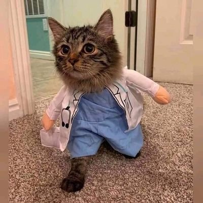 Medical Doctor/
Academic Writer/
Hockey player