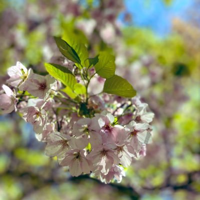 BCmBq4ccAF7UYFo's profile picture. 元小学校教員 7才、5才、1才の母 子育てが落ち着いたら、また教育現場に…？！悩み中。 時代に取り残されないようにtwitterで情報収集 無言フォローすみません