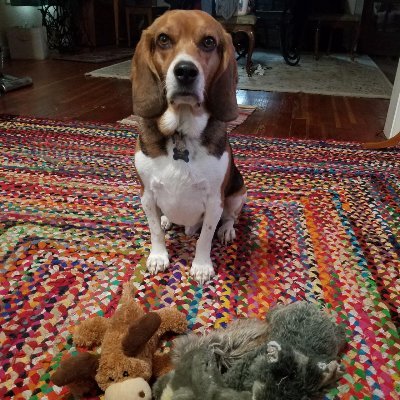 Proud squirrel sniffer Beagle with a liberal mom who is exhausted by all of the crazy, angry, ignorant Republicans.