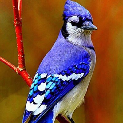bluejay_m8 Profile Picture