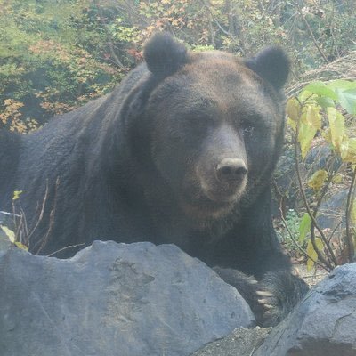 omotamaw's profile picture. #せいな さんのことが＿＿＿＿です(//^-^//)「世界平和をもたらす」笑顔がとっても素敵＾＾ですが、強く、でも繊細な心の持ち主でもあるんです(´-` )たくさんの幸せな時間や優しさをありがとう(v_v)これからもお互いのやること、一緒に頑張ろうね(o^-^)oアイコンはこれまた僕の大好きなクマです(^(工)^)