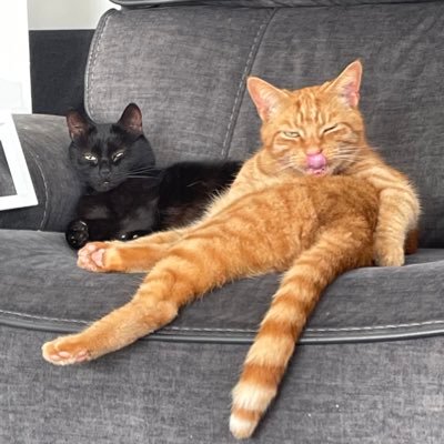 MEOW, I’m Victor the handsome black boy & the ginger nutter is my big wee brother Colin. We are more like Delboy & Rodney. I like FOOD & anything on TV