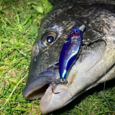 borakko96's profile picture. 東京湾奥でメーターシーバス、ロクマルチヌを目指している休日アングラー。シーバス自己レコード91㎝、チヌ自己レコード56㎝。お気軽にフォローお願いします！インスタとアングラーズも是非ご覧下さい！https://t.co/A5qgOgMFlk