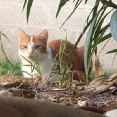 chihiro89666's profile picture. Talion