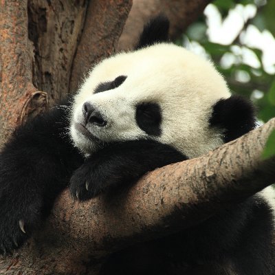 Disillusioned, political homeless family-man working in the dark, muddy trenches that makes your internet work.
(Panda by George Lu, CC2.0 lic)