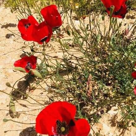 SosiC65894610's profile picture. 