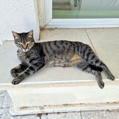 Imjustcat1's profile picture. 