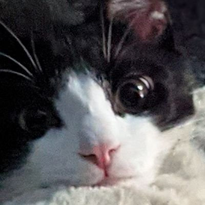 Small Variety Streamer
https://t.co/jmi74hUVvv
slowly coming back to streaming