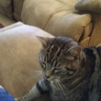 Debra Nash (@debbacat77) 's Twitter Profile