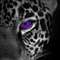 North Creek HS Football (@northcreekfb) 's Twitter Profile Photo North Creek HS Football (@northcreekfb) 's Twitter Profile Photo