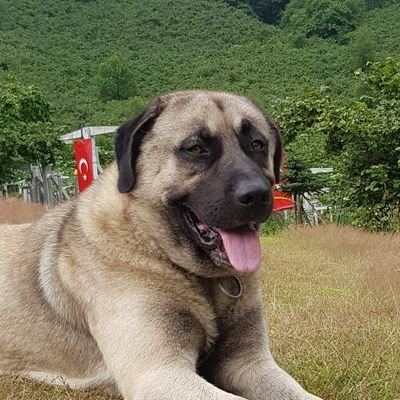 selcukaydintr's profile picture. Sanatçı