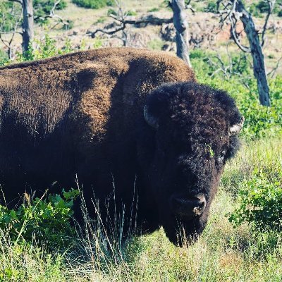 USFWSSWBioBuzz's profile picture. The Division of Biological Sciences provides #biological, #spatial, and #statistical expertise to protect species and habitats living in the @USFWSSouthwest