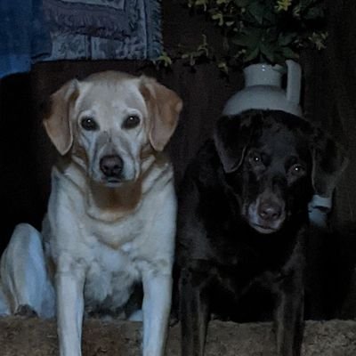 Proud mama to 3 Labs and an African Grey. Kindness matters. bluedotinaredstate.