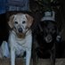 Belinda 🐾🐾🐾🕊️🇺🇲🌻🌊🌊 (@belinda6636) Twitter profile photo