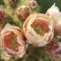 🇺🇦Cactus Country CA 🏜 Unfuck America 2023 (@country_ca) 's Twitter Profile