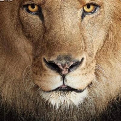 second Twitter account- my developed account was deleted by Twitter for using #sheep…. You can’t cage this lion #UnitedWeStand #wearethepeople