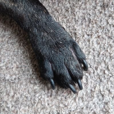 足長小顔胴長のフレンチブルドッグとらまると暮らすbuhi好き🐾メンタル弱め。韓流華流ドラマ好き。DMは見ないよ。基本 #相互 ですがエロ垢、勧誘、副業、お金配り、不審垢、攻撃的垢などはスルーしています。片想いの場合はご迷惑にならないように数日で静かに去っていきますのでご安心下さい。