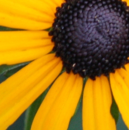 blackeyedflower's profile picture. 