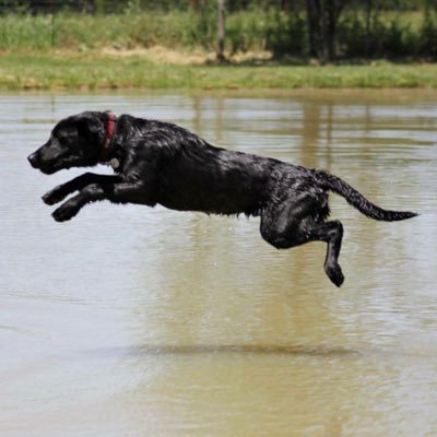 High quality Labrador Retriever training based in Ravenna, TX and Woodville, WI. Owner/Trainer: Misty Melo 
https://t.co/gtqEsYmSy1
