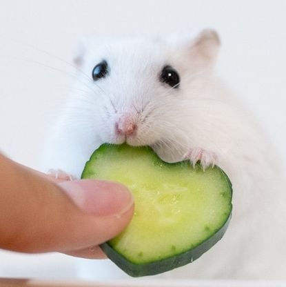 Koopid_xx's profile picture. 포스트빨갱이