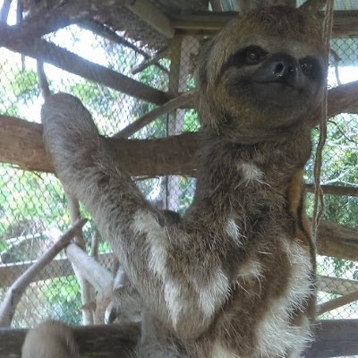 No sé en qué momento tantos psicópatas y sociópatas se pusieron de acuerdo para destruir a mi país, Perú. La izquierda es una secta. El centro no existe.