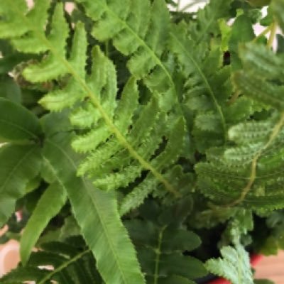 conderman2906's profile picture. Canberra dad