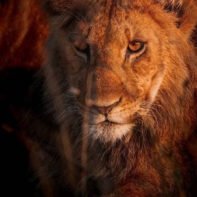 Creating awareness on #conservation, #endangeredspecies & #climatechange.
The Earth Needs a Voice!