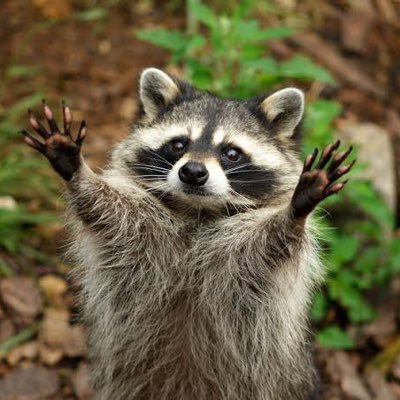 cimengcat17's profile picture. 