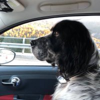 Anna (@drp_anna) 's Twitter Profile