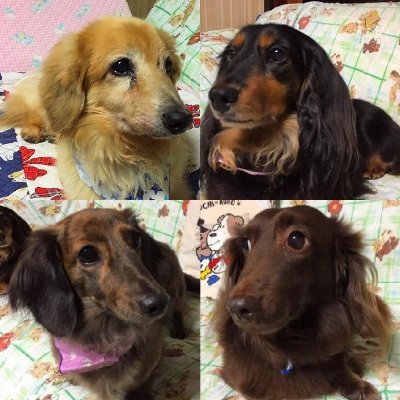 marron0801's profile picture. ワンコ大好き！