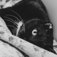 Domestic Cat (@goblin447788) 's Twitter Profile
