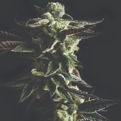 Medical user of CBD & at times the whole cannabis plant. It has changed my life for the better & over the years I have learned so much & would love to share.